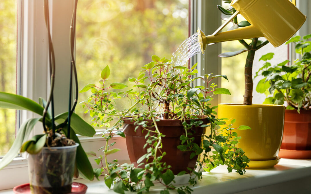 Learning about the signs of overwating plants
