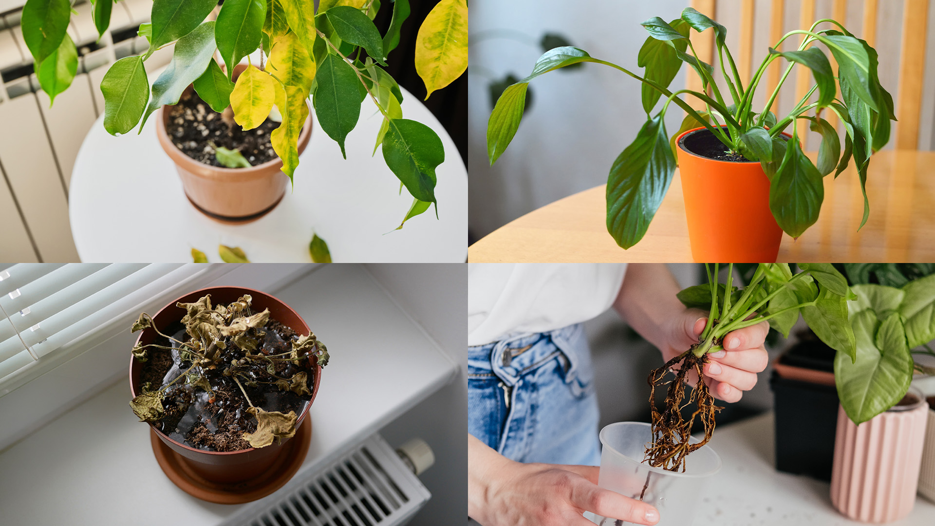 what do overwatered plants look like